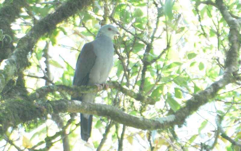 Nilgiri Wood Pigeon